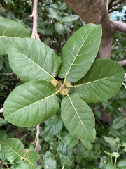 Ficus ingens