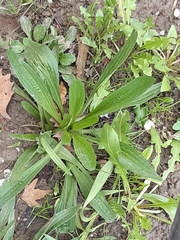 Plantago lanceolata