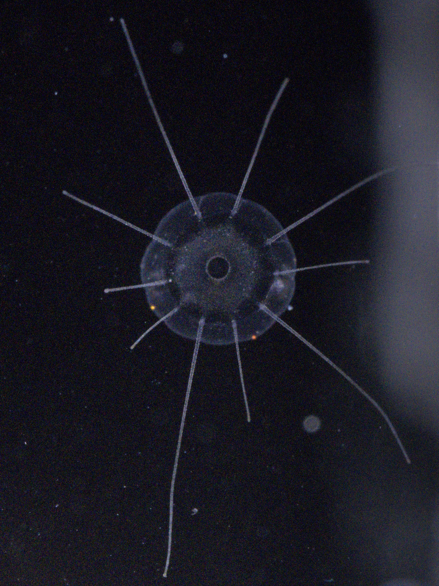 Solmaris corona (Keferstein & Ehlers, 1861)