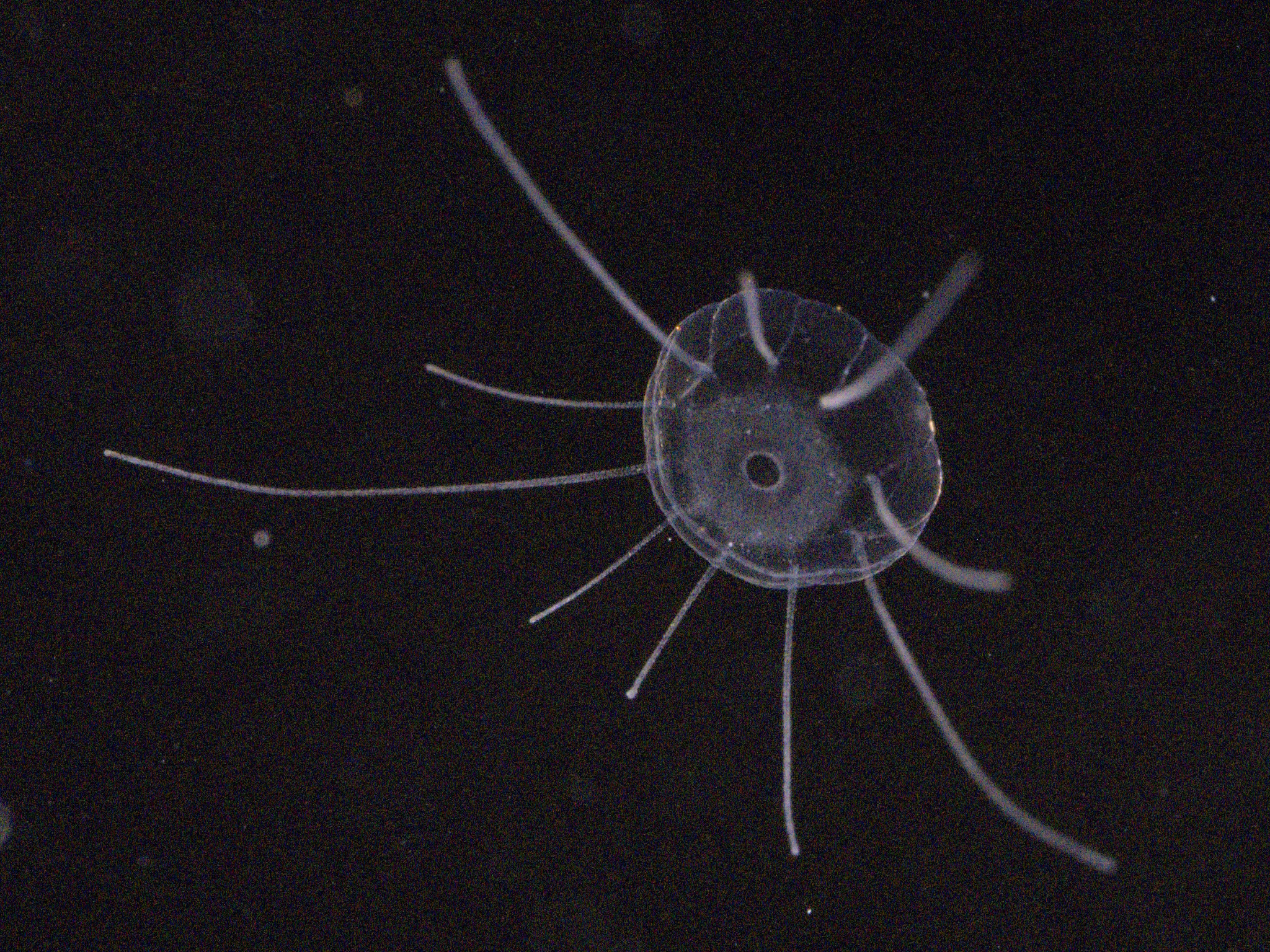 Solmaris corona (Keferstein & Ehlers, 1861)