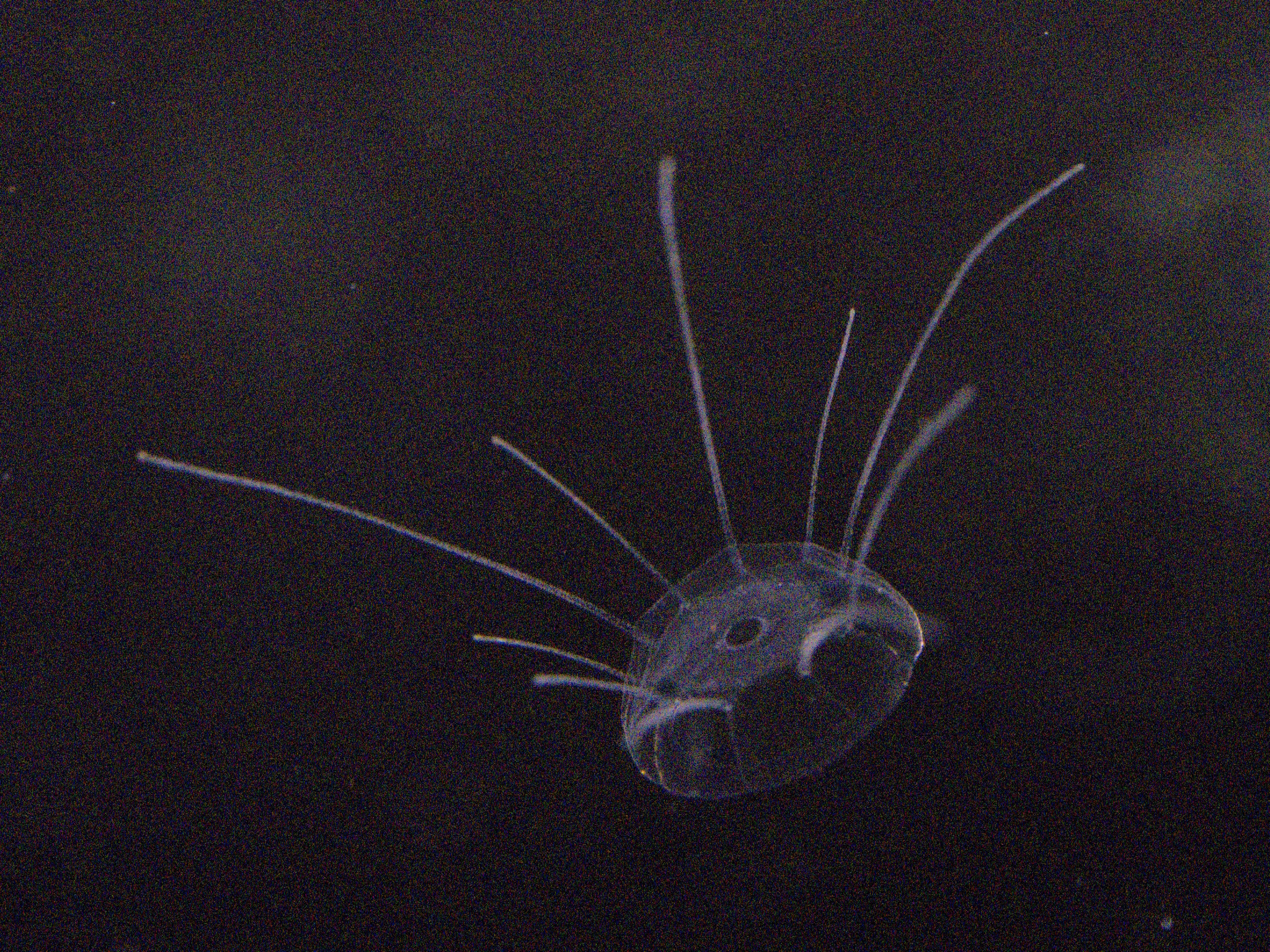 Solmaris corona (Keferstein & Ehlers, 1861)