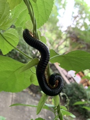 Archispirostreptus gigas