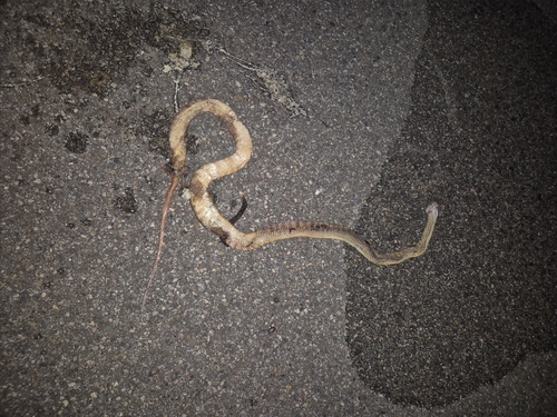 Brown Tree Snake sighting