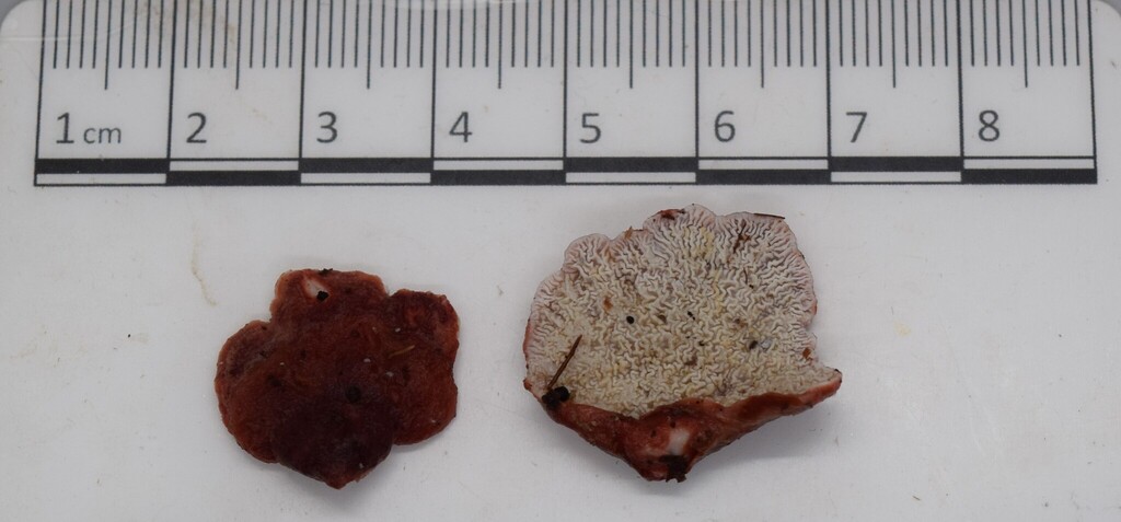 Phlebia scarlatina