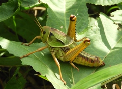 Brachystola behrensii