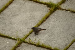 Phoenicurus ochruros