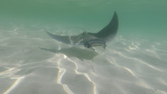 Mobula hypostoma