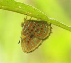 Sarota gamelia