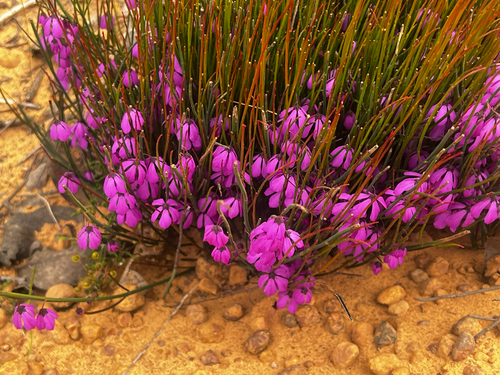 Curly Pink-bells (Tetratheca halmaturina)