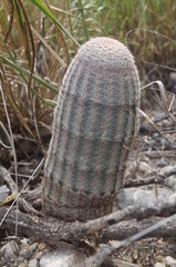 Echinocereus pectinatus pectinatus