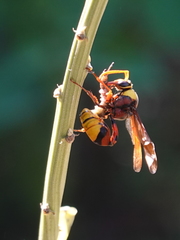 Delta pyriforme pyriforme