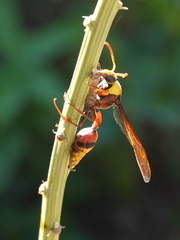 Delta pyriforme pyriforme