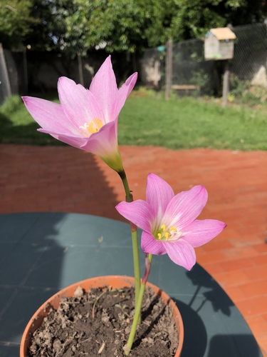 Zephyranthes rosea iNat (1)