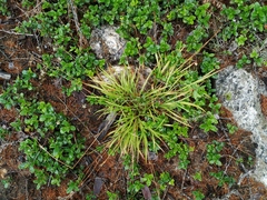 Luzula rufescens