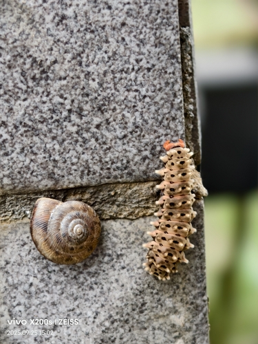 Histia flabellicornis