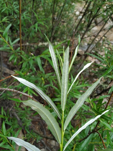 Narrow-leaf Willow (Salix schwerinii) · iNaturalist