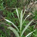 Narrow-leaf Willow - Photo (c) Alexey P. Seregin, some rights reserved (CC BY-NC), uploaded by Alexey P. Seregin
