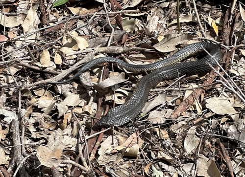 Western Tiger Snake sighting