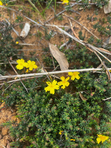 Prickly Guinea-flower (Hibbertia obtusibracteata)