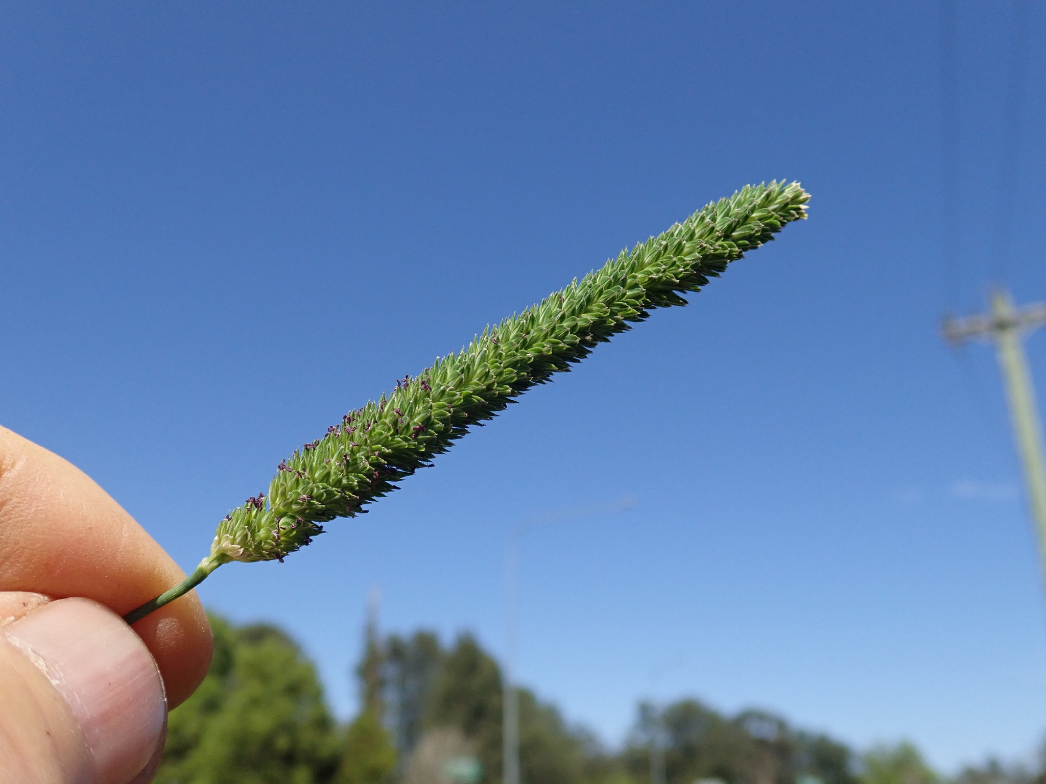 Narrow Canary Grass (Phalaris angusta)