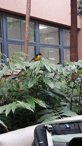 Baglafecht Weaver (Ploceus baglafecht), photo 10