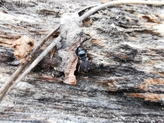 Eremocoris semicinctus