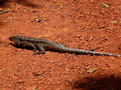 Tupinambis teguixin