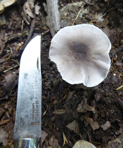 Dermoloma murinum image