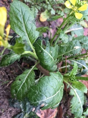 Rhamphospermum arvense