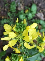 Rhamphospermum arvense