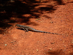 Tupinambis teguixin