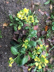 Rhamphospermum arvense