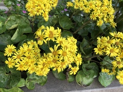 Farfugium japonicum japonicum