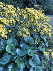 Farfugium japonicum japonicum