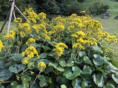 Farfugium japonicum japonicum