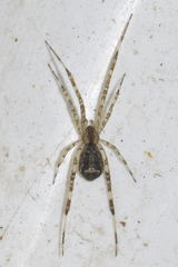 Episinus maculipes