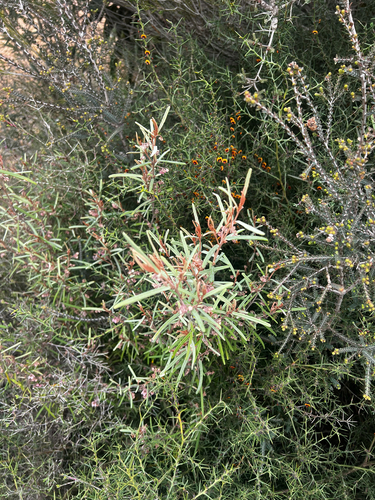 Lasiopetalum baueri, photograph 4