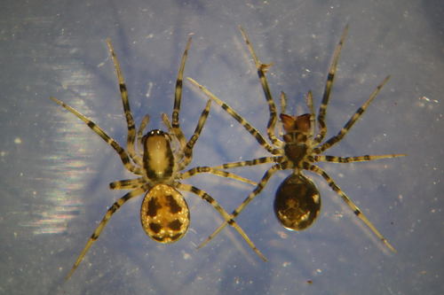 Tapinopa longidens