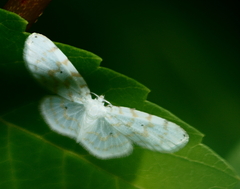 Hydrelia albifera