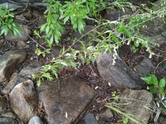 Artemisia mongolica