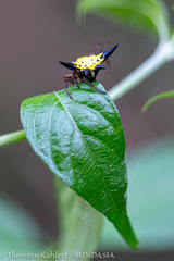 Gasteracanthinae