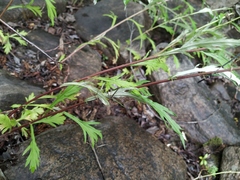 Artemisia mongolica