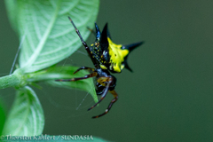 Gasteracanthinae