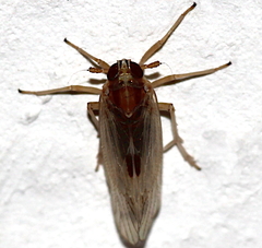 Delphacodes