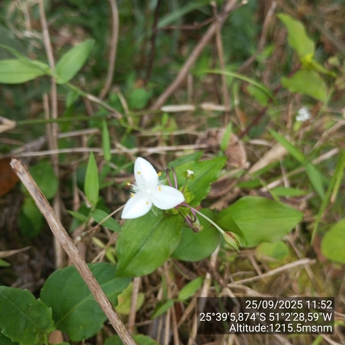 Tradescantia mundula