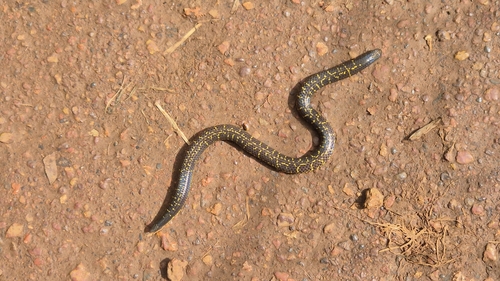 Phipson's Shieldtail
