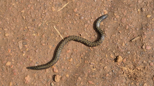 Phipson's Shieldtail