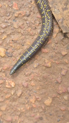 Phipson's Shieldtail