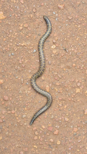 Phipson's Shieldtail