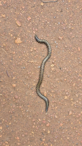 Phipson's Shieldtail